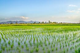 Tea: la sperimentazione &egrave; prorogata dal Parlamento