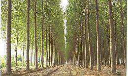 Pioppicoltura: una risorsa per le aree golenali -  Il suo ruolo per il deflusso delle acque 