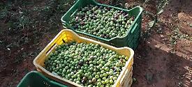 ALLURA OLIO
(Azienda Agricola Manzini)