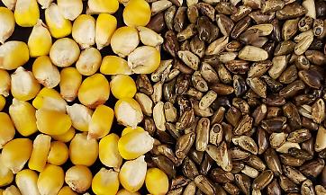 Mais-teosinte