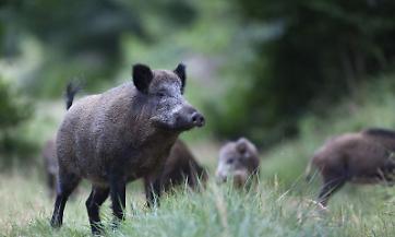 Peste Suina Africana, allargate le zone in restrizione