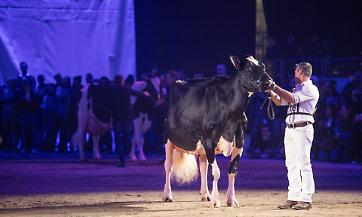 Animali in passerella «Una ‘marcia’ in più»