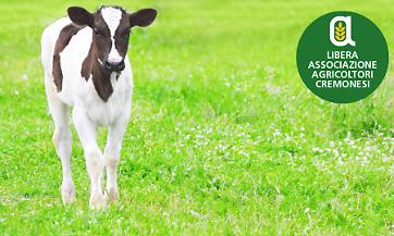 TUTELA E BENESSERE DEI VITELLI NEL PRIMO MESE DI VITA