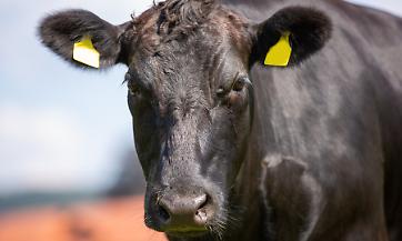 Il wagyu che parla lodigiano: dalla stalla di pianura al podio mondiale