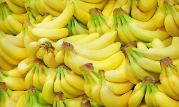 L&rsquo;Islanda che sogn&ograve; i tropici: la vera storia delle banane cresciute tra i geyser