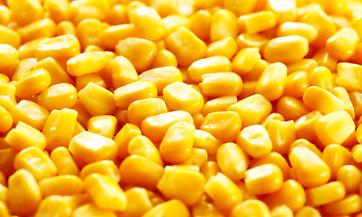 Mais!, a Cremona il punto su innovazione, sostenibilit&agrave; e competitivit&agrave;