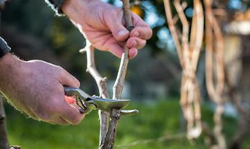 Residui vegetali nei campi: tre cose importanti che gli agricoltori devono sapere sul divieto di abbruciamento in Lombardia