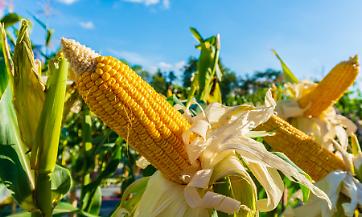 Fertilizzanti pi&ugrave; cari: quali colture rischiano di sparire dai campi europei?