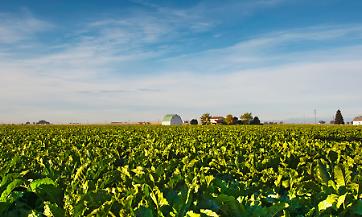 Campo di barbabietole da zucchero