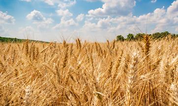 Perch&eacute; il prezzo del grano resta basso quando l'energia vola?