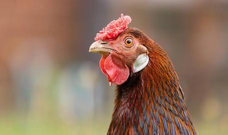 Bando liquidit&agrave; Lombardia: contributo sugli interessi per suini e avicoli