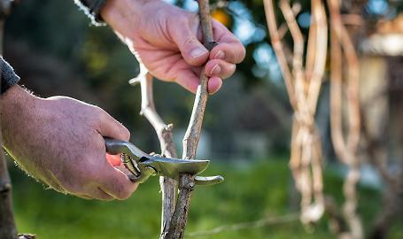 Residui vegetali nei campi: tre cose importanti che gli agricoltori devono sapere sul divieto di abbruciamento in Lombardia