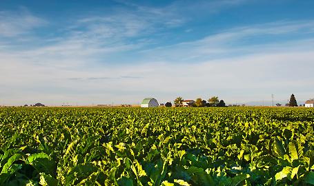 Campo di barbabietole da zucchero